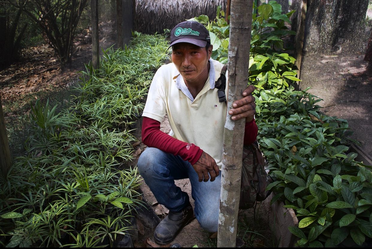 Arbres Brésil